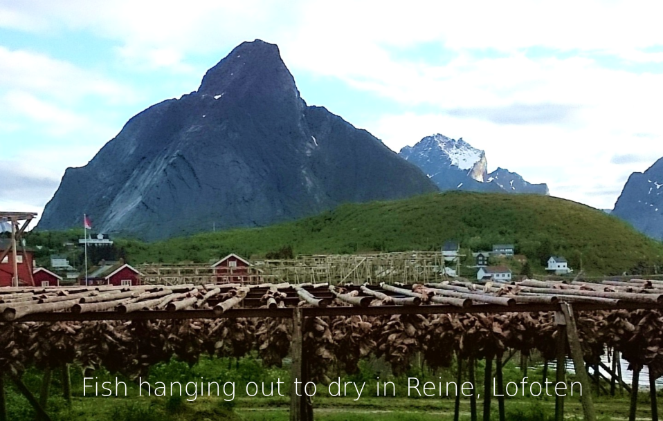 Fish hanging out to dry in Reine, Lofoten