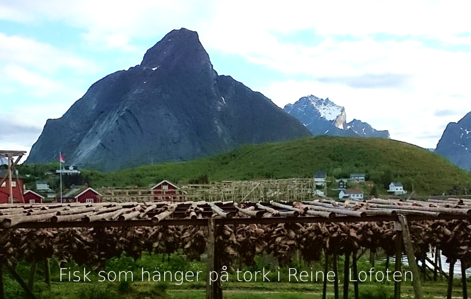 Fisk som hnger p tork i Reine, Lofoten